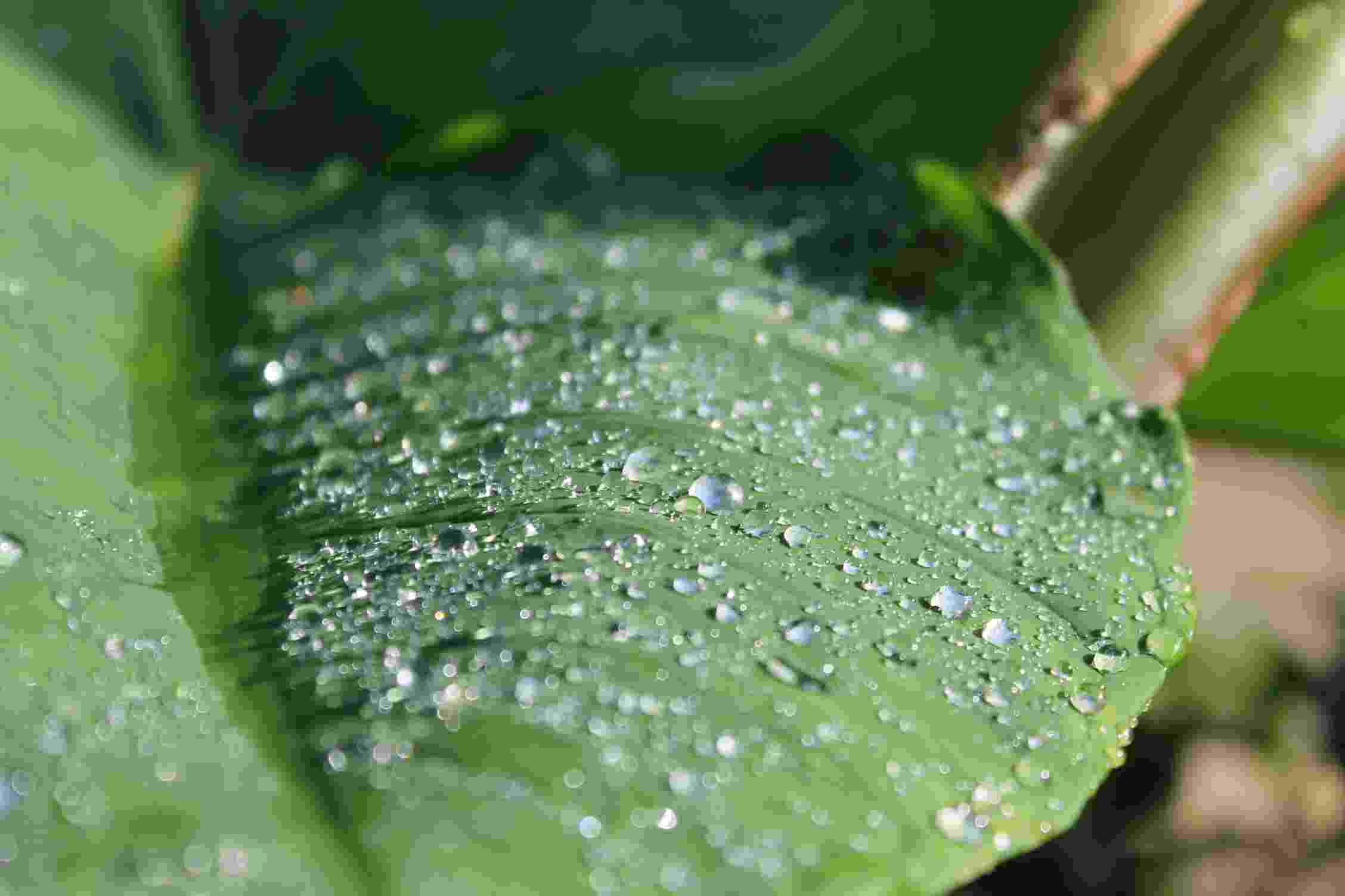 Close up of beads of water on a green leaf